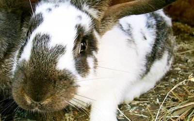 Kaninchen; Bild: Internet-ABC